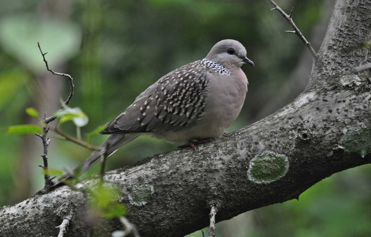 Spotted Dove - ML635808818