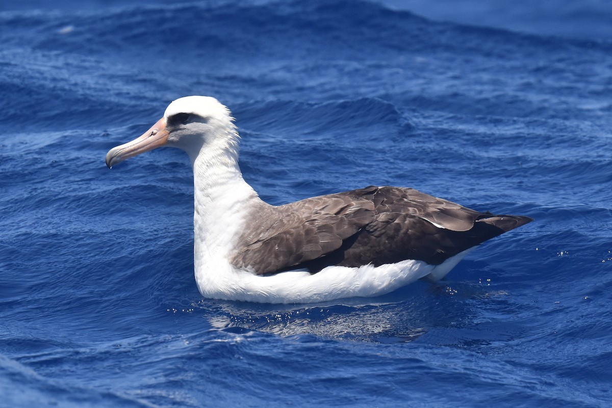 Laysan Albatross - ML635808820