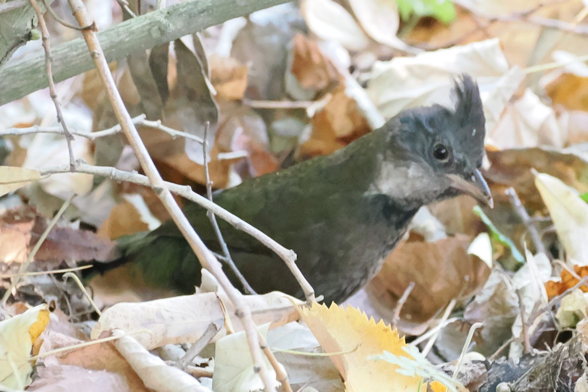 Eastern Whipbird - ML635808821