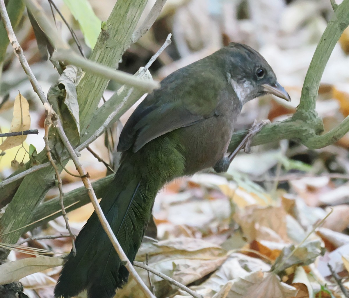 Eastern Whipbird - ML635808823