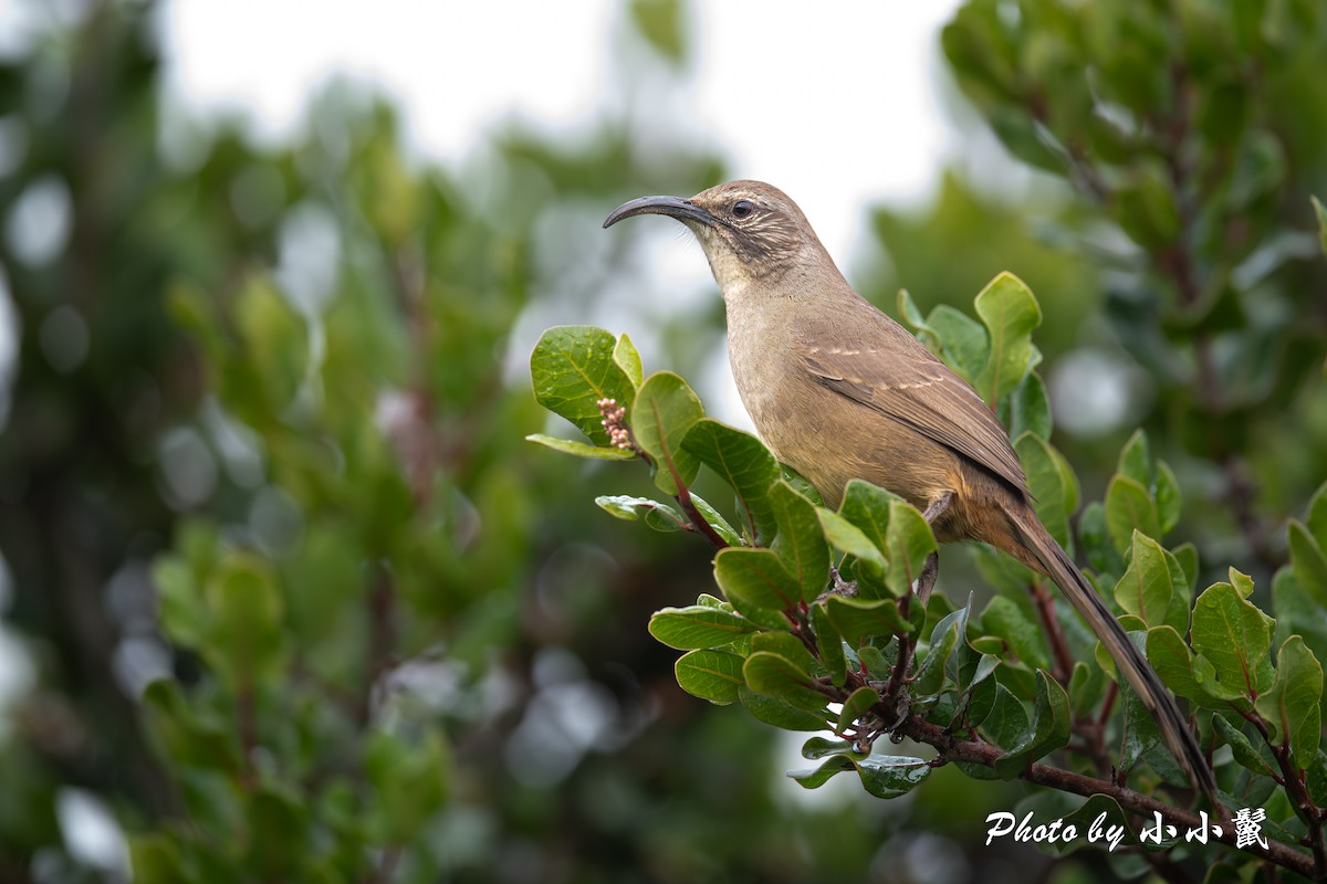 California Thrasher - ML635808824