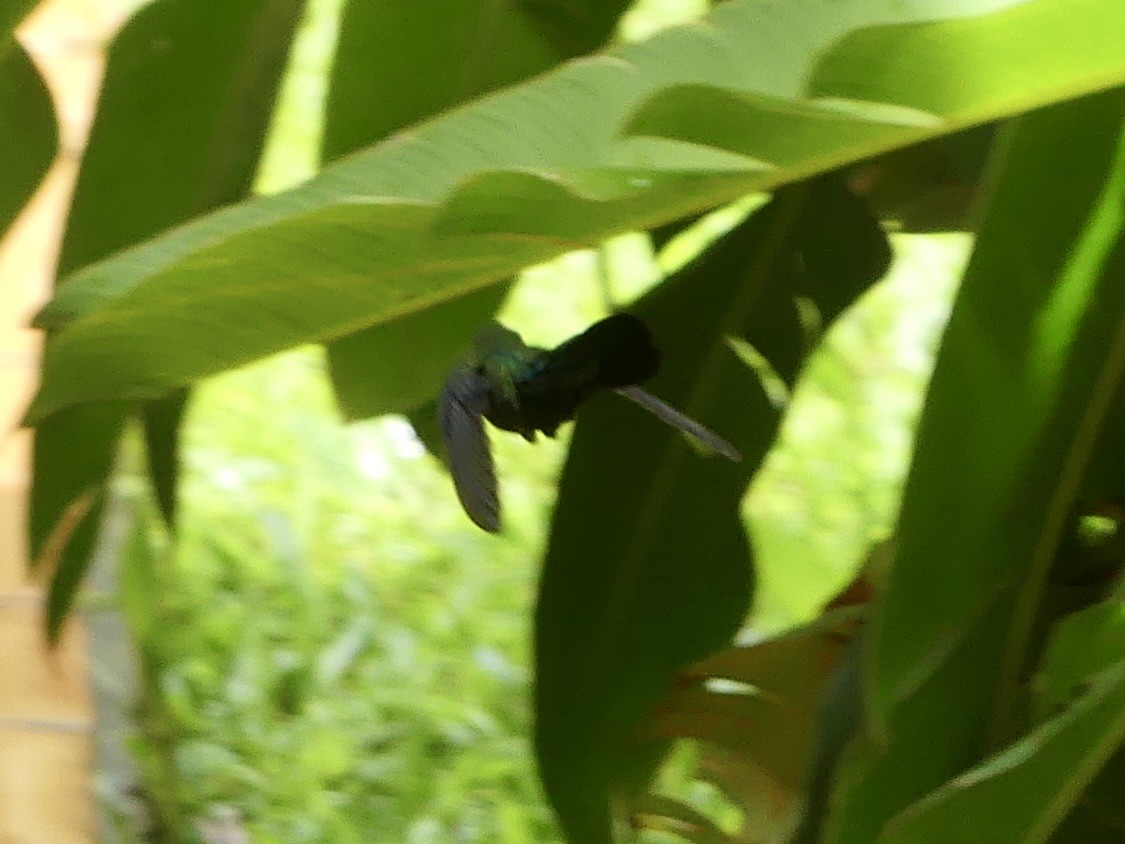 Green-throated Carib - ML635808827