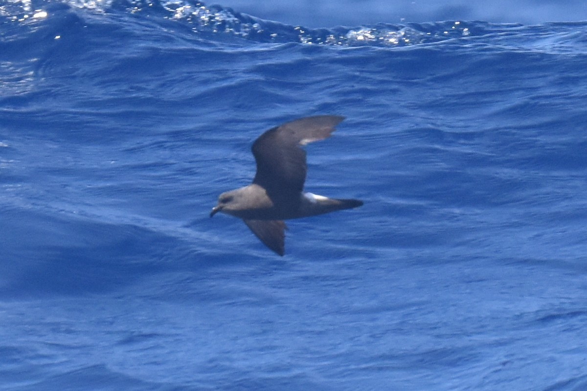 Leach's/Townsend's/Ainley's Storm-Petrel - ML635808828