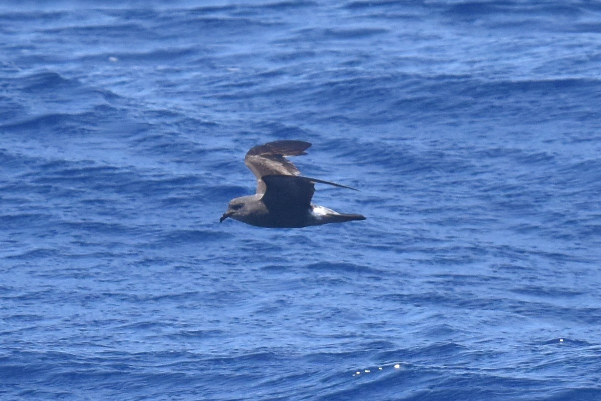 Leach's/Townsend's/Ainley's Storm-Petrel - ML635808829