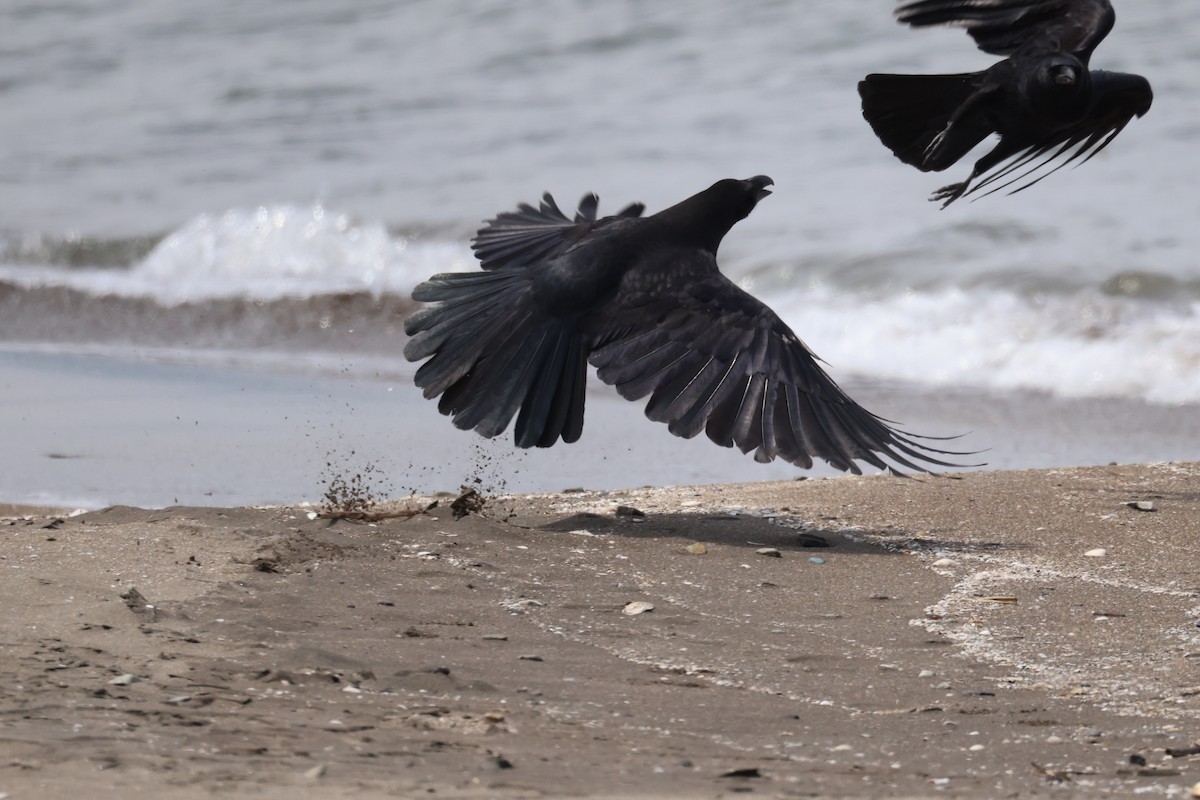 Large-billed Crow - ML635808830