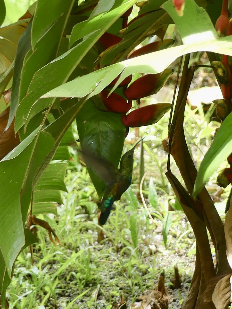Green-throated Carib - ML635808831
