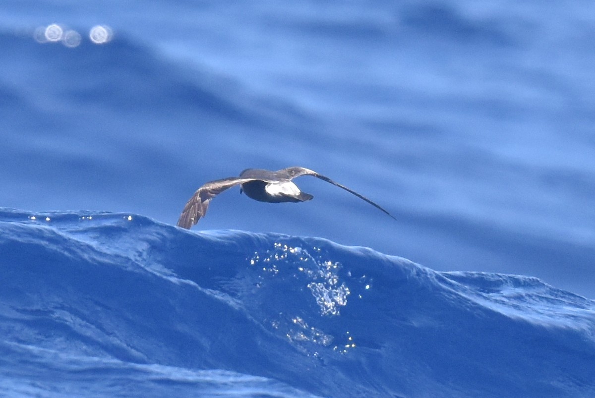 Leach's/Townsend's/Ainley's Storm-Petrel - ML635808832