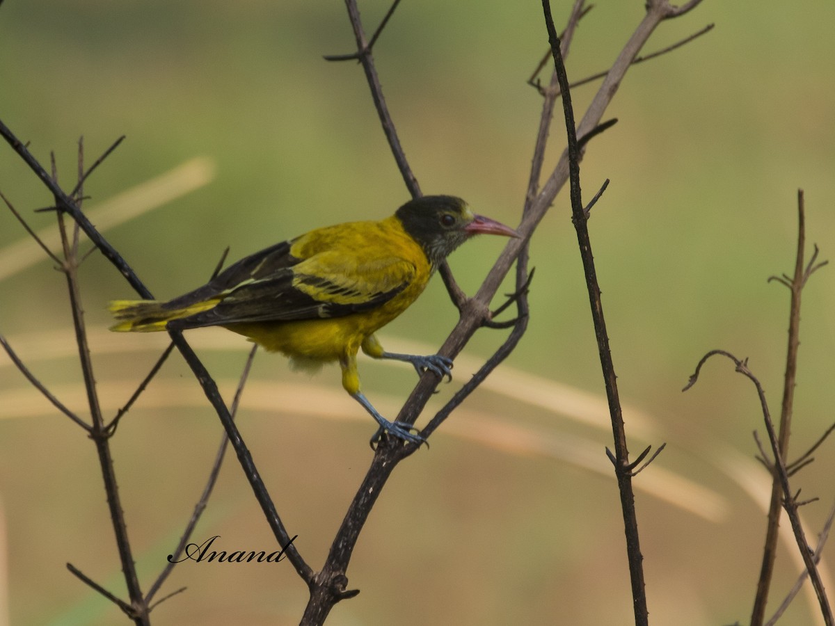 Black-hooded Oriole - ML635808871