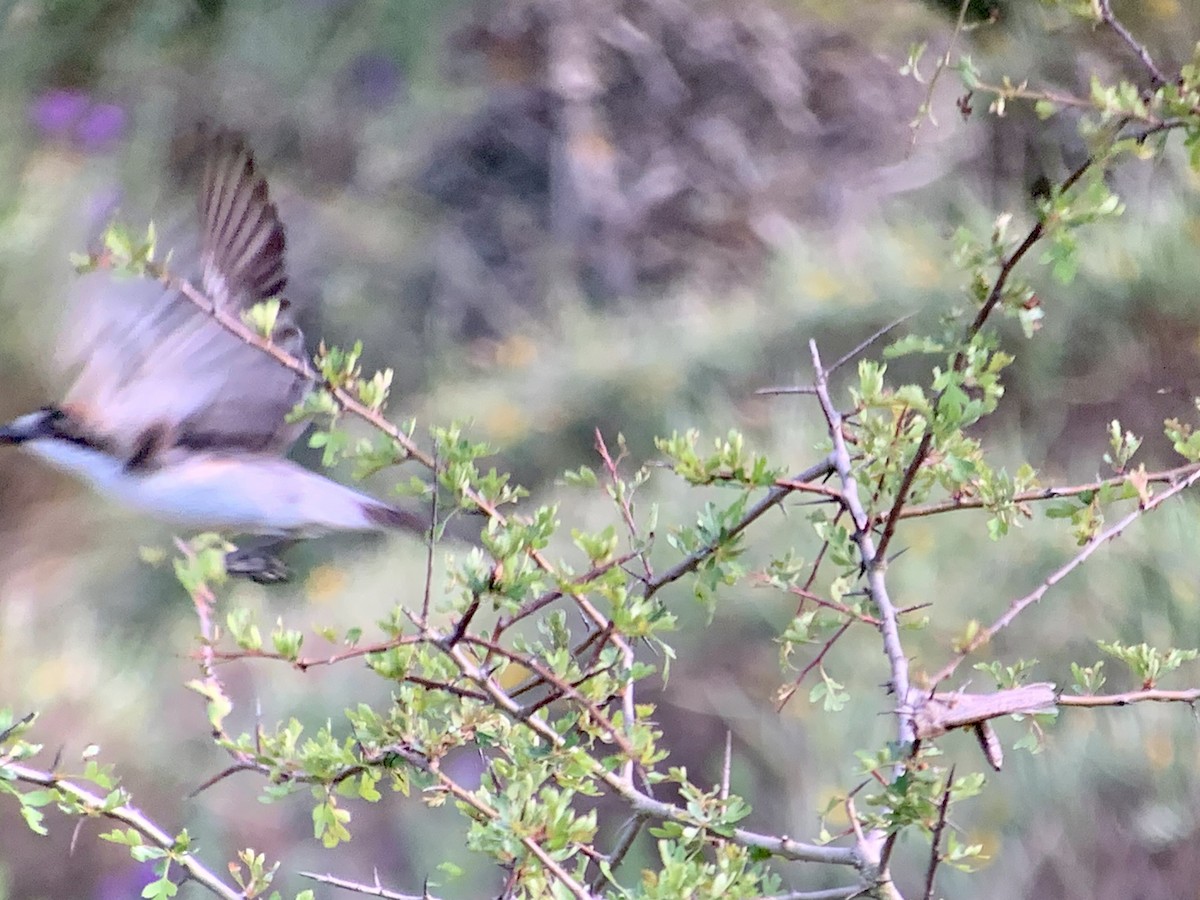 Woodchat Shrike (Balearic) - Casper (Philip) Leygraaf