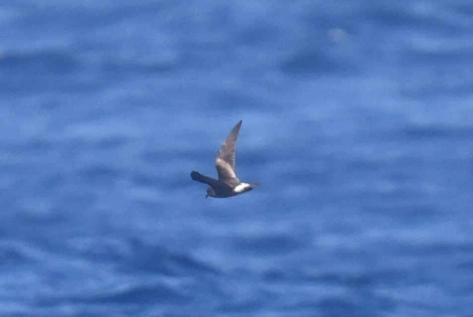Townsend's Storm-Petrel - ML635808945