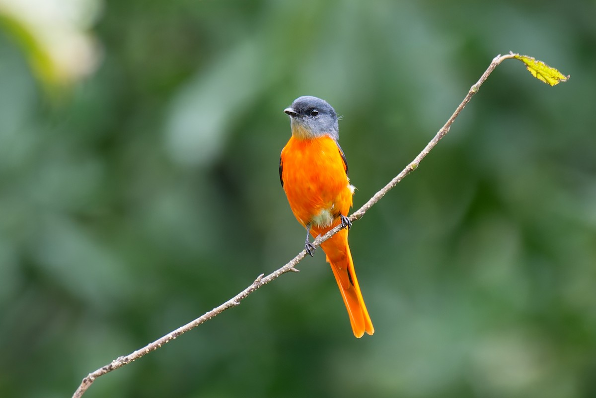Gray-chinned Minivet (Gray-chinned) - ML635808962