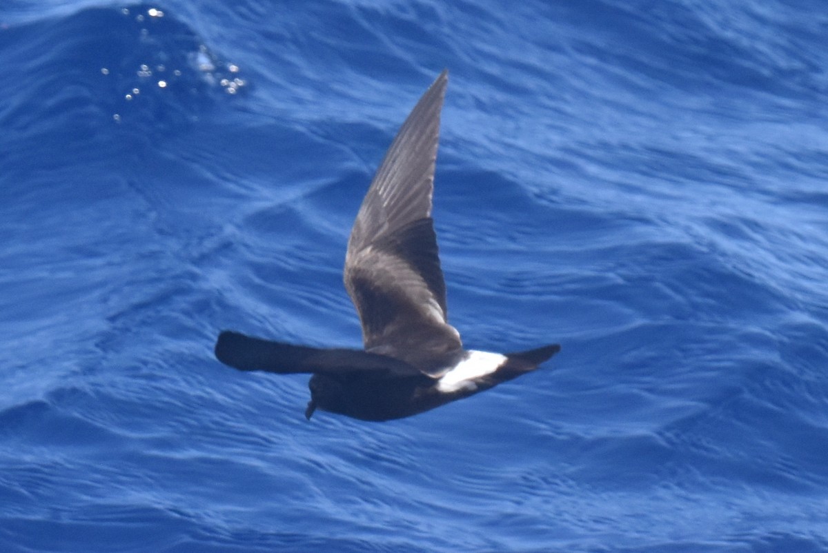 Townsend's Storm-Petrel - ML635808967