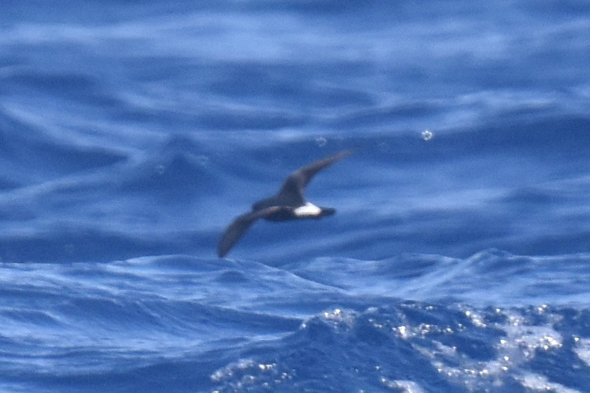 Townsend's Storm-Petrel - ML635808975