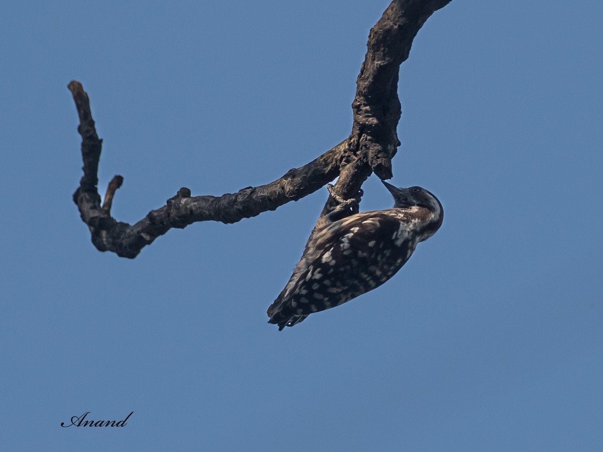 Brown-capped Pygmy Woodpecker - ML635809066