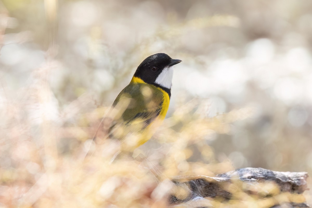 Golden Whistler (Western) - ML635809068