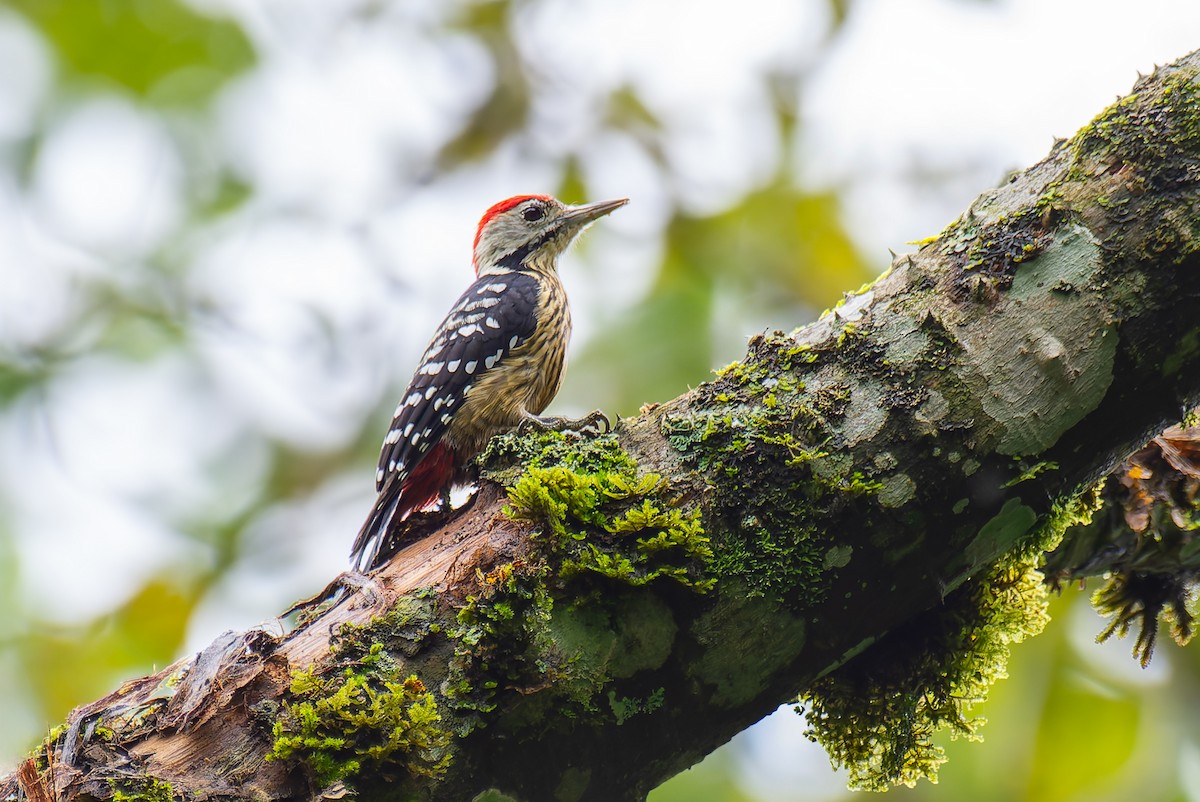 Stripe-breasted Woodpecker - ML635809156