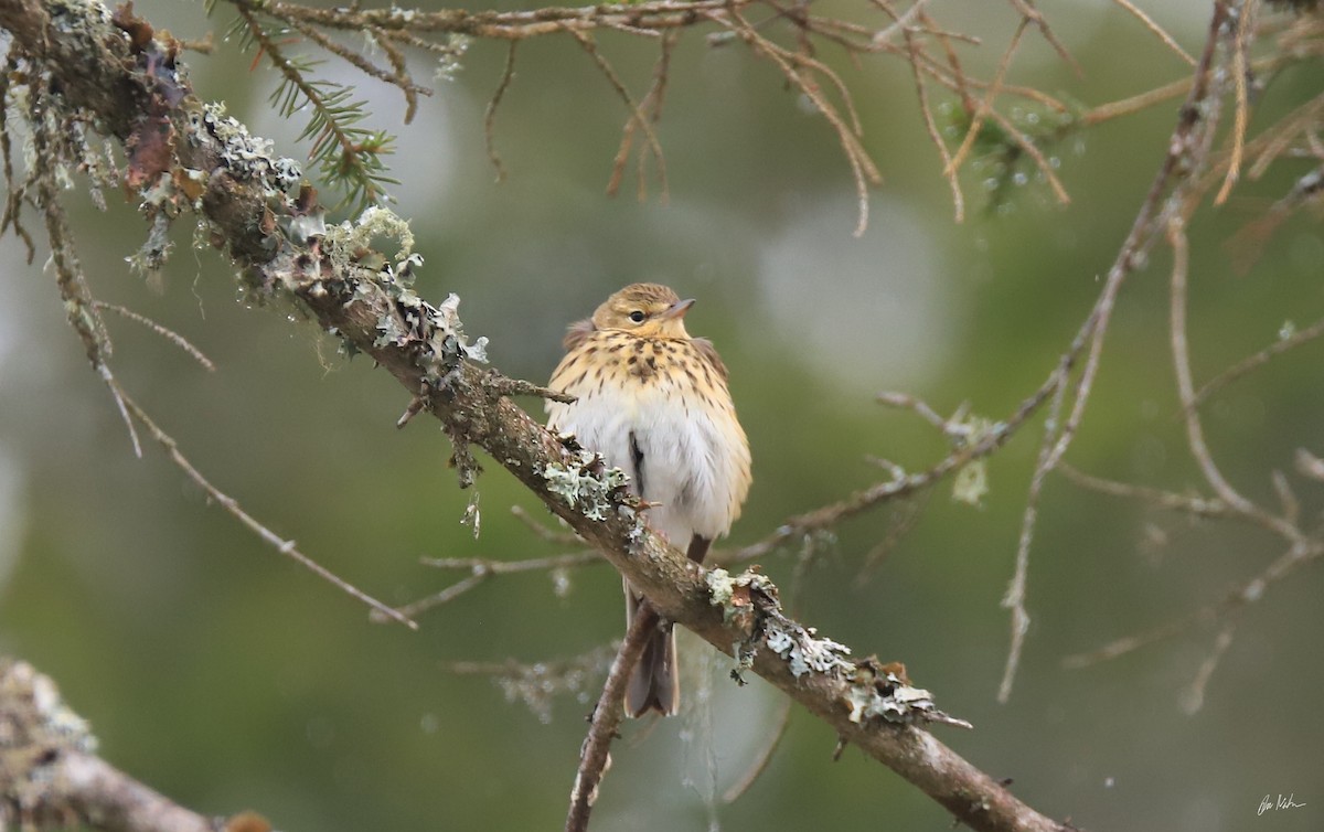 Tree Pipit - ML635809170