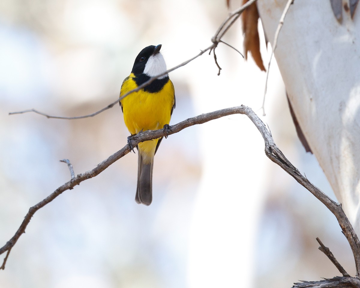 Golden Whistler (Western) - ML635809174