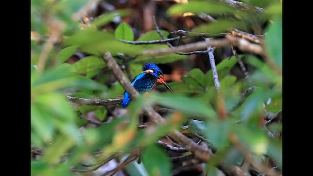 ルリカワセミ - ML635809182