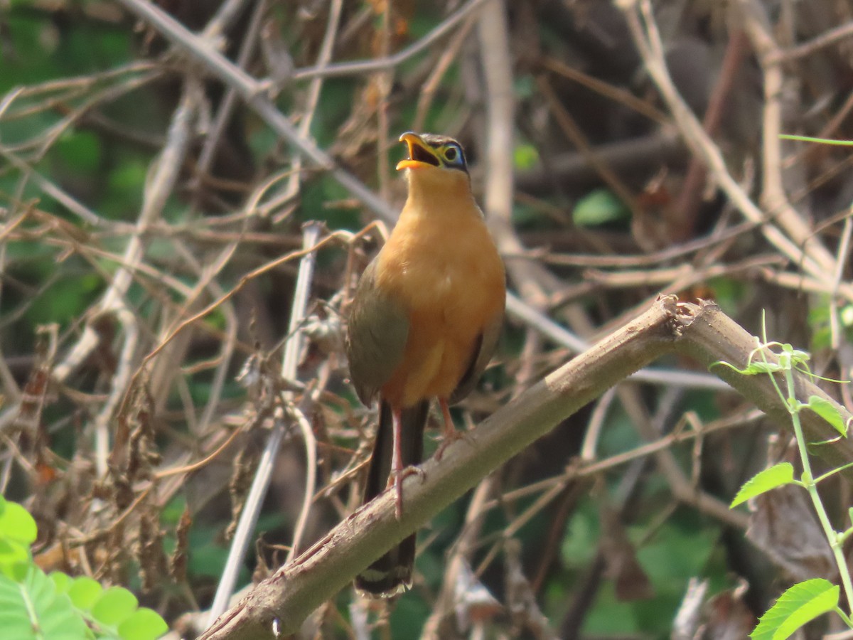 Lesser Ground-Cuckoo - ML635809186