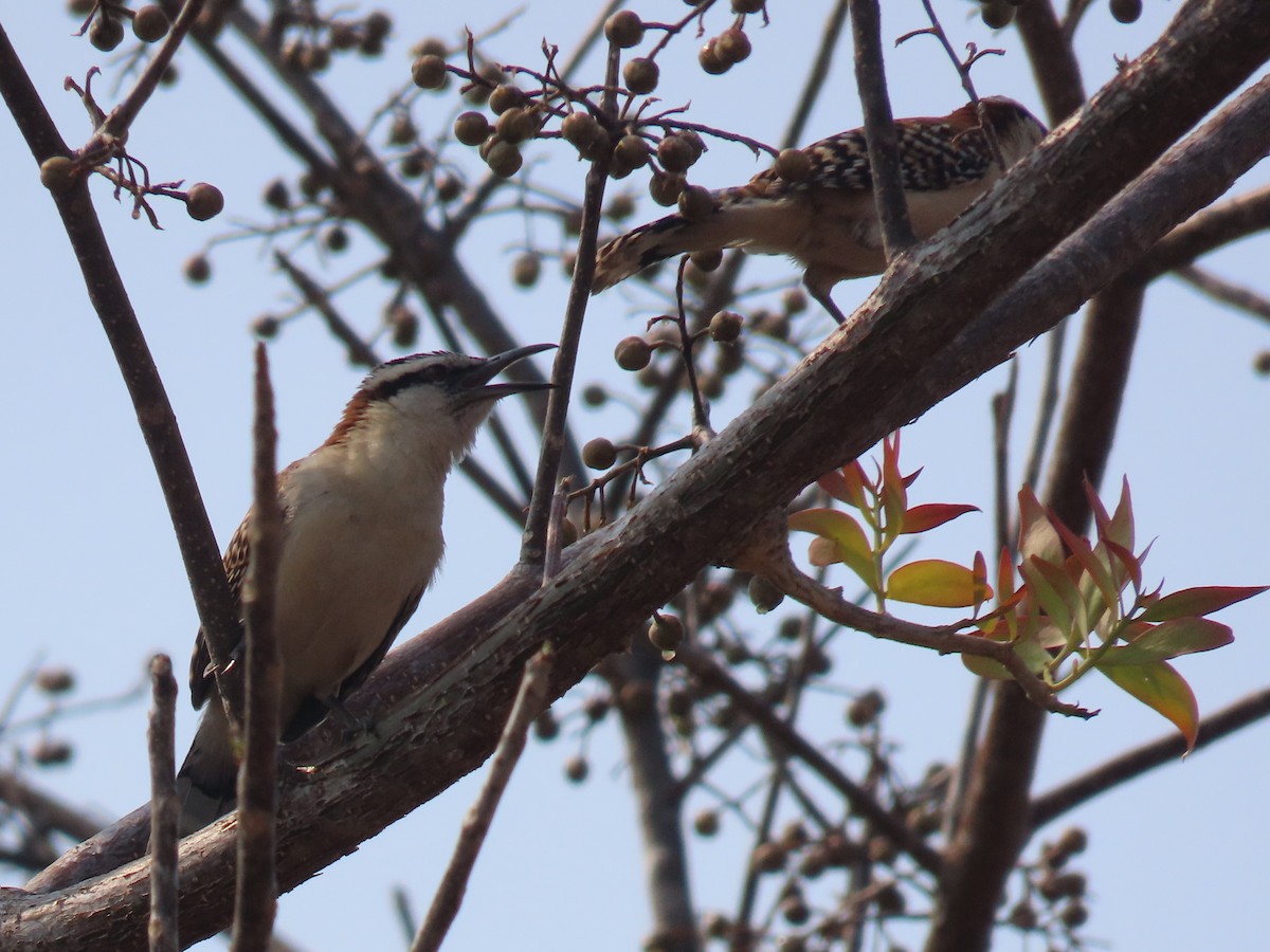 Rufous-backed Wren - ML635809197