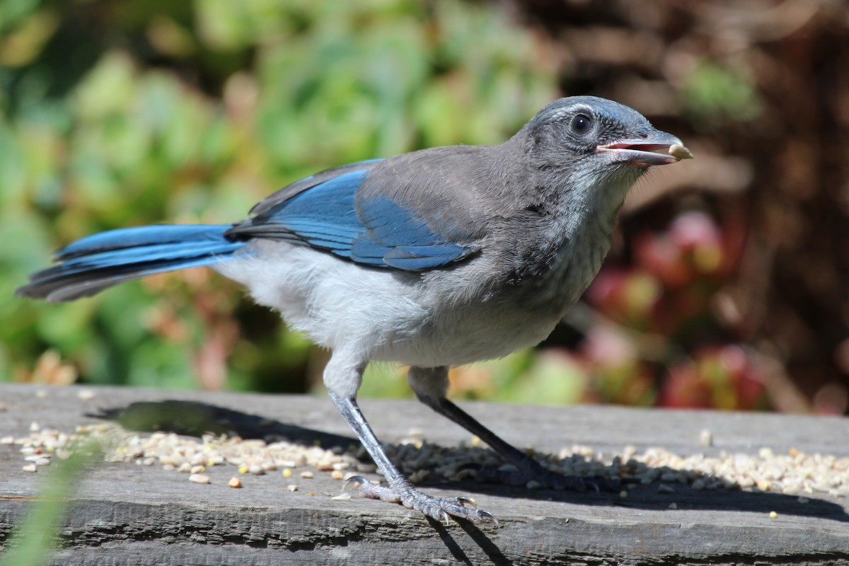 California Scrub-Jay - ML635809199