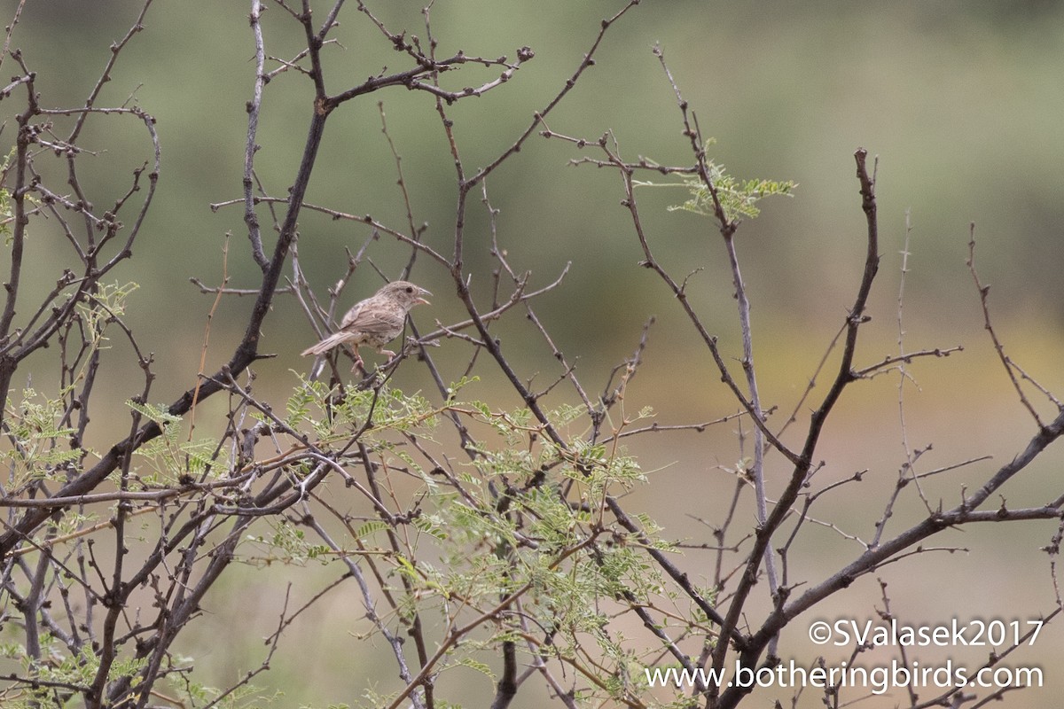 Cassin's Sparrow - Steve Valasek