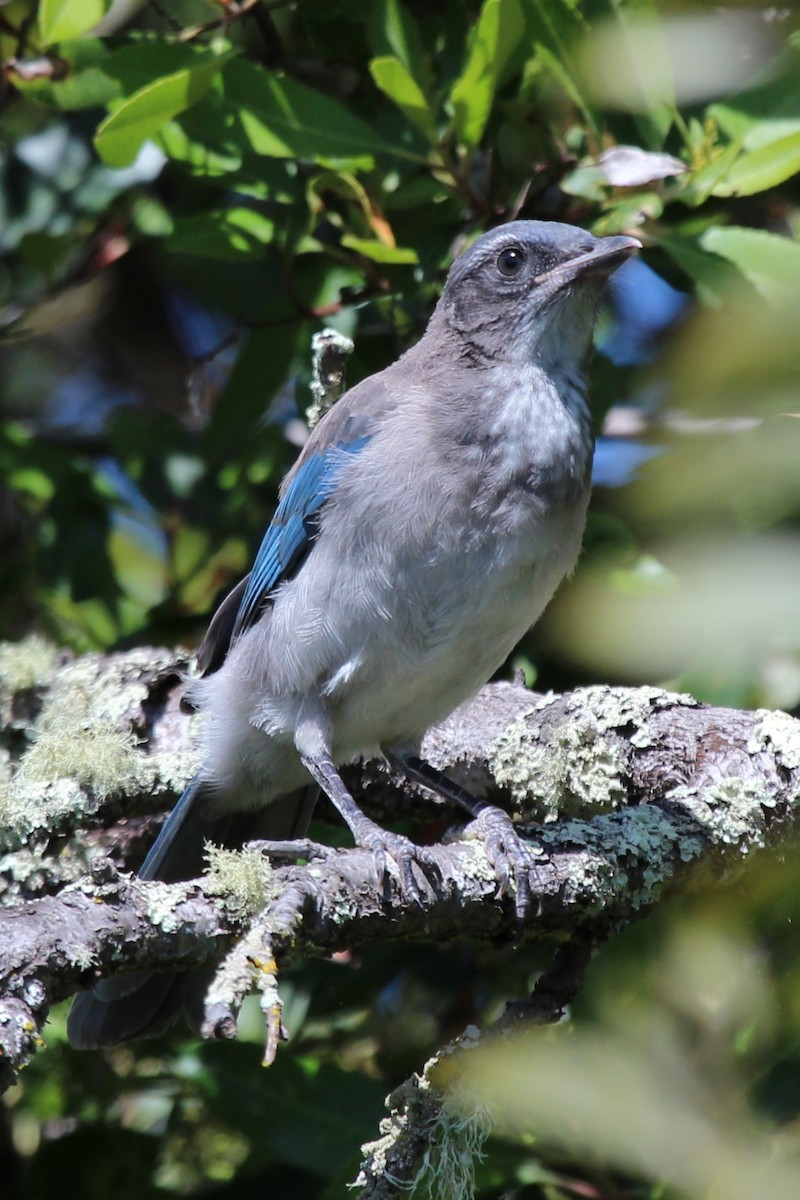 California Scrub-Jay - ML635809220