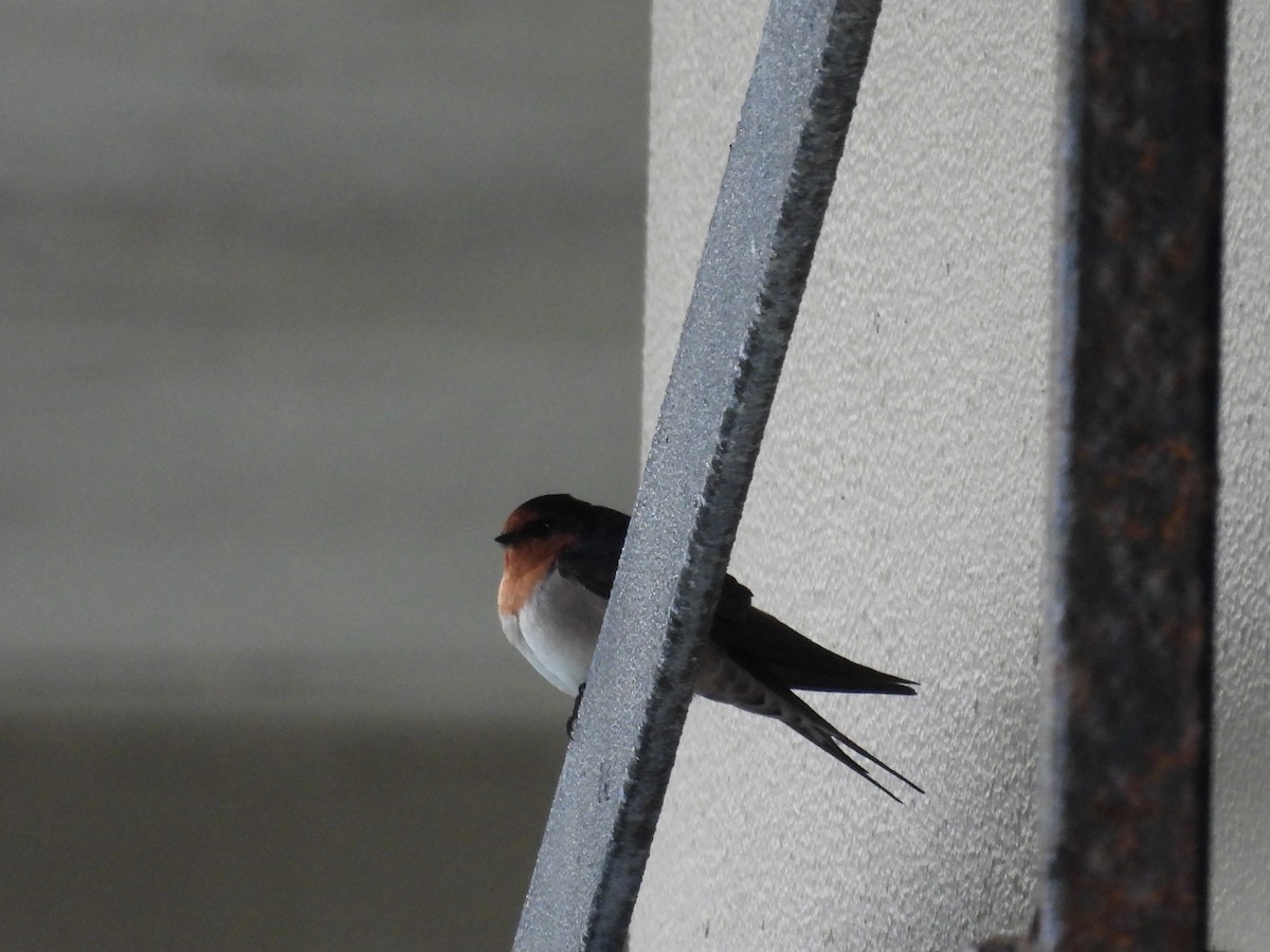 Welcome Swallow - ML635809255