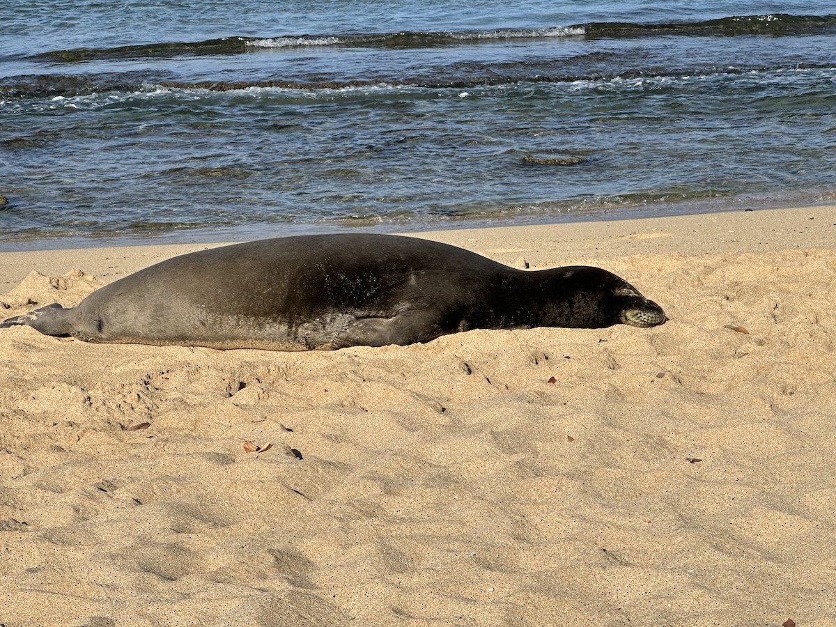 Animals - ML635809272