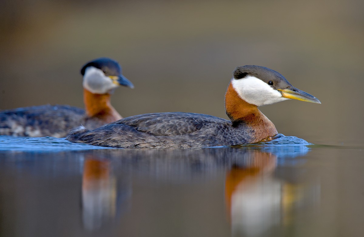 Red-necked Grebe - ML635809386