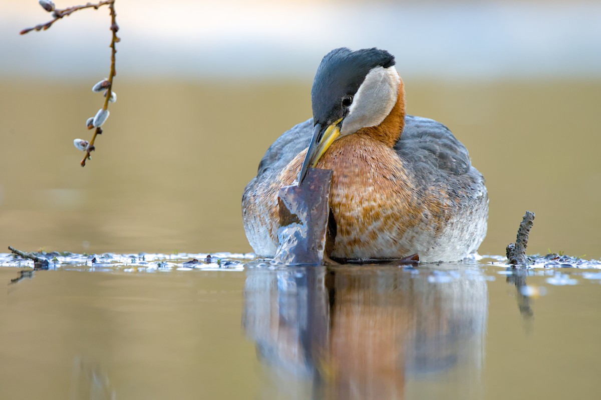 Red-necked Grebe - ML635809387