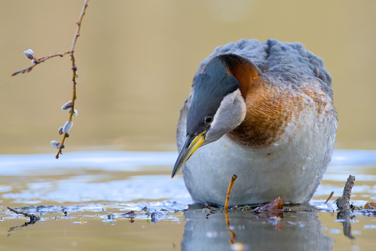 Red-necked Grebe - ML635809388