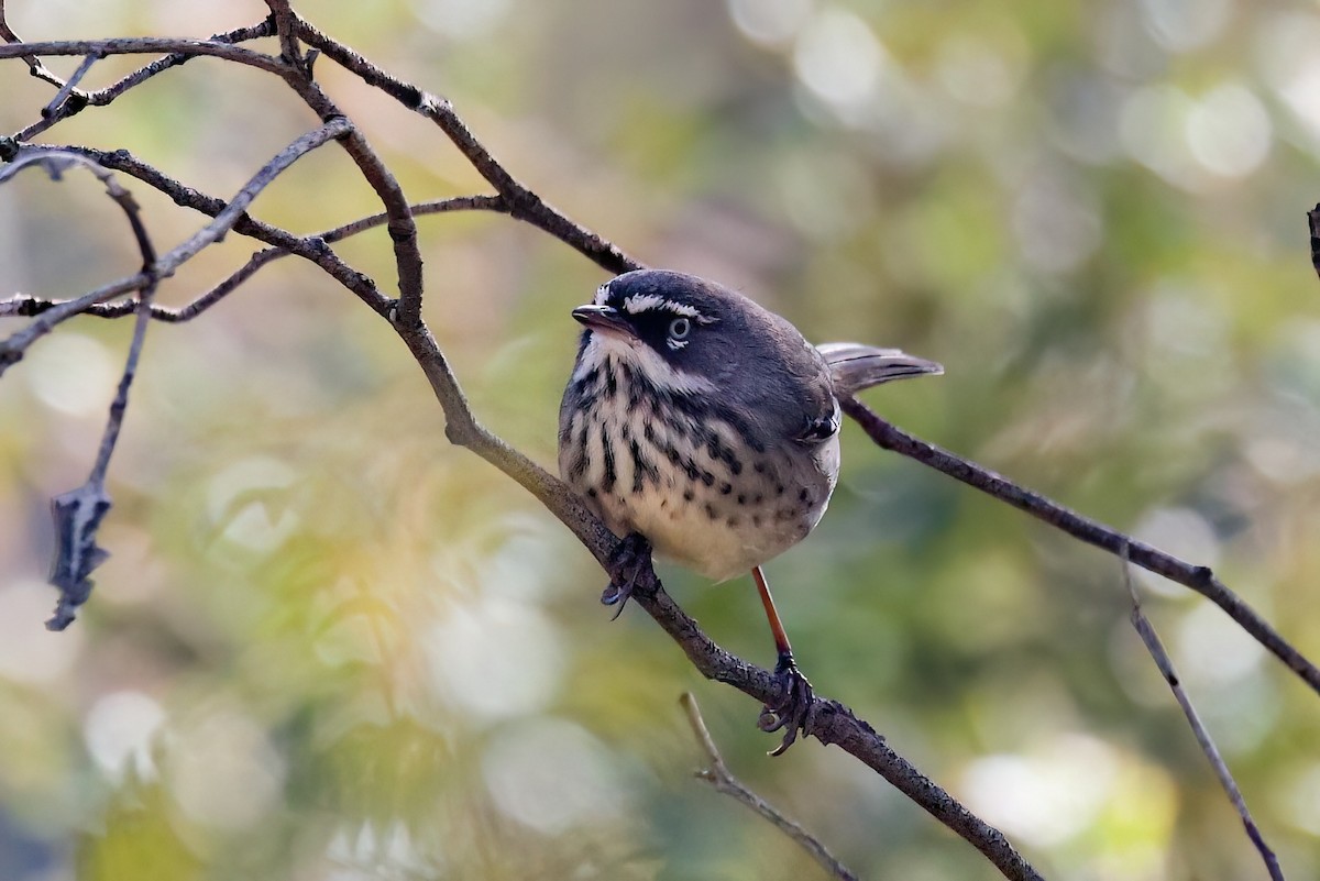 Spotted Scrubwren - ML635809403
