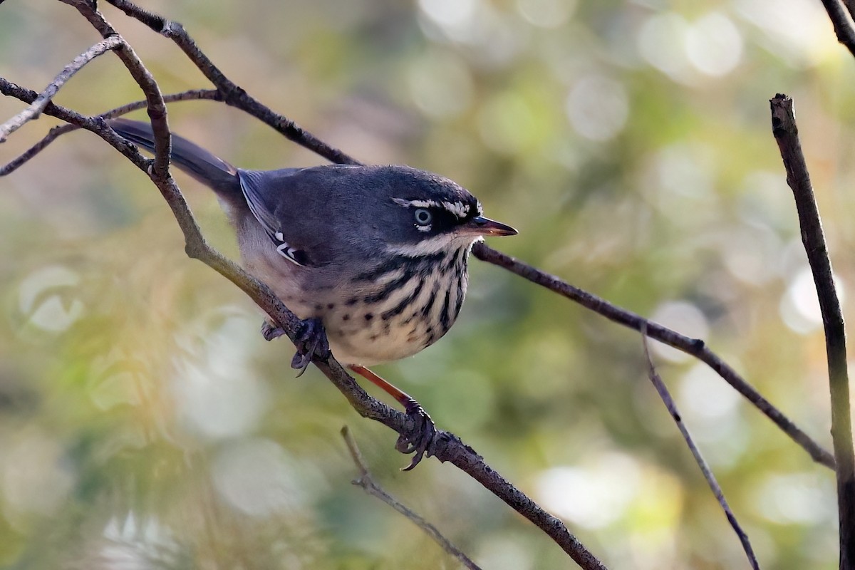 Spotted Scrubwren - ML635809409