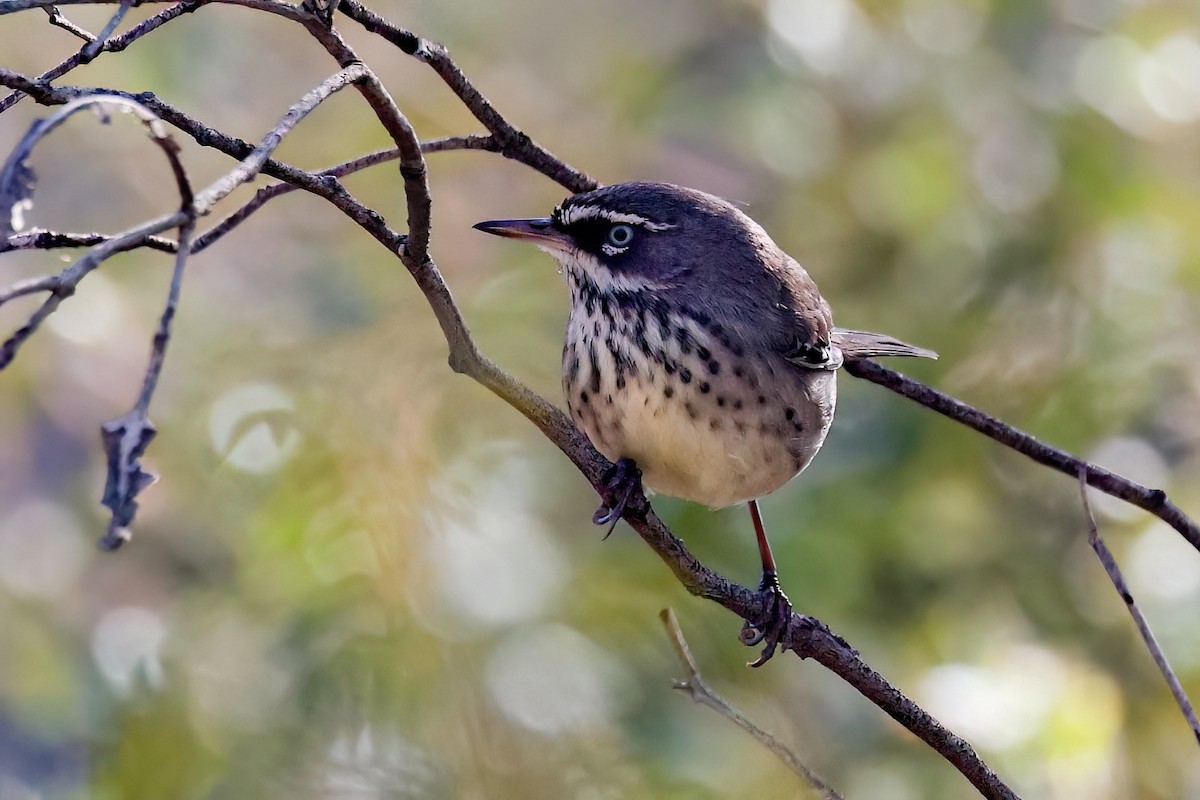 Spotted Scrubwren - ML635809413