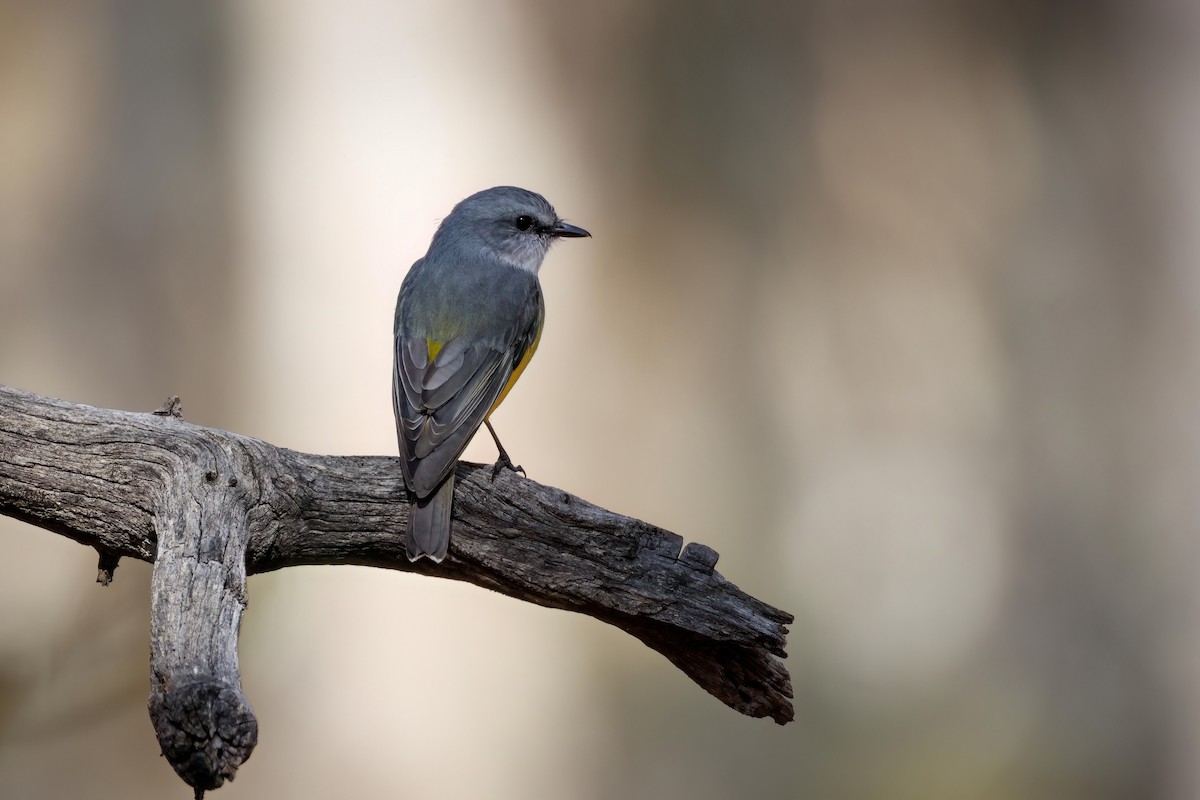 Western Yellow Robin - ML635809481