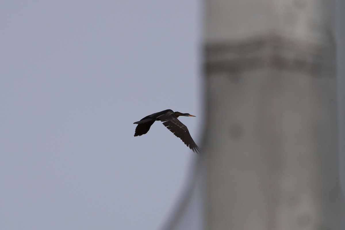 anhinga indomalajská - ML635809507