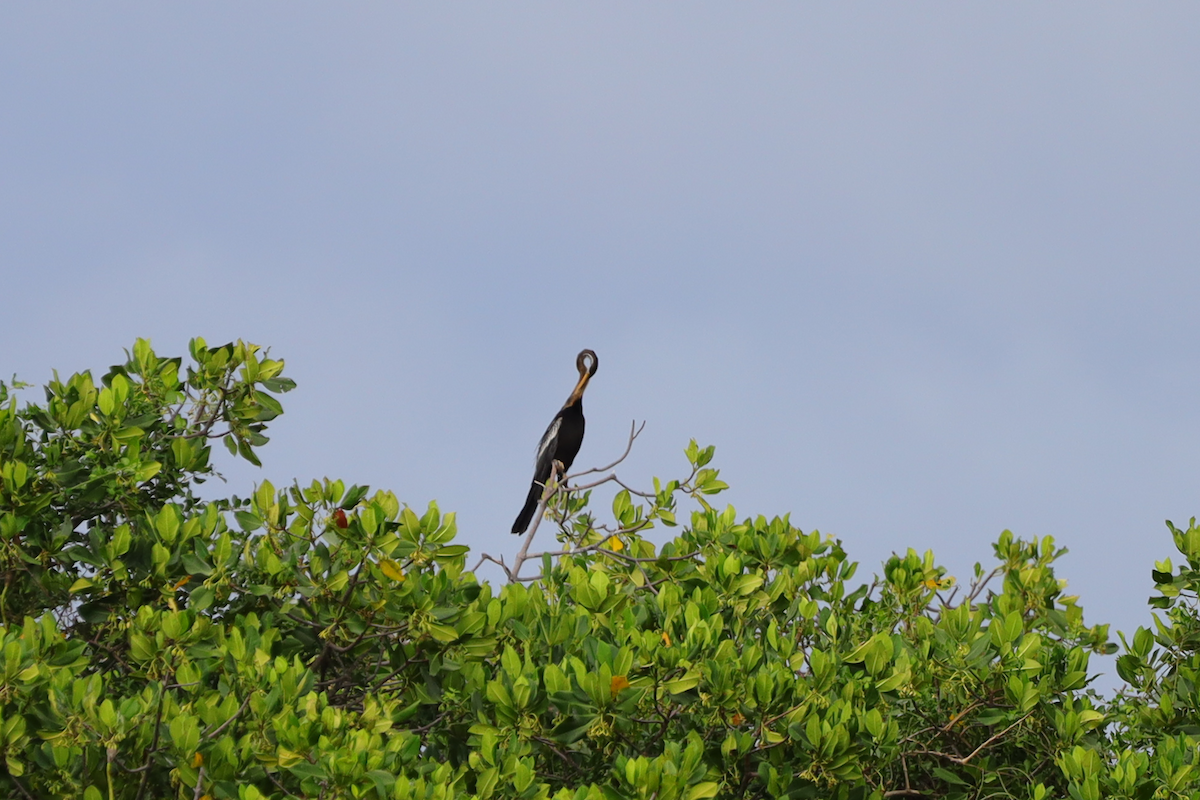 anhinga indomalajská - ML635809508