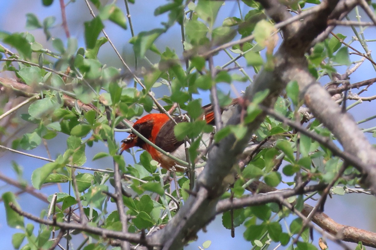Red-headed Weaver (Northern) - ML635809641