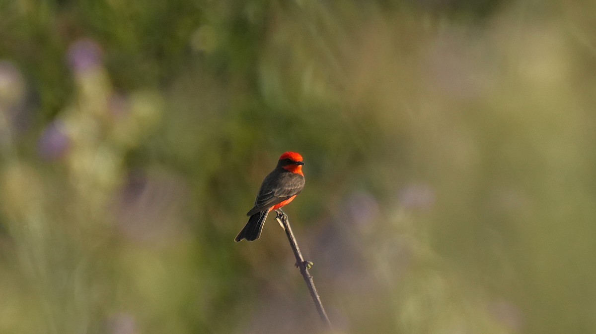 Vermilion Flycatcher - ML635809670