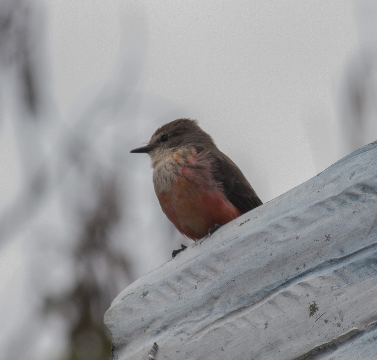 Vermilion Flycatcher - ML635810041