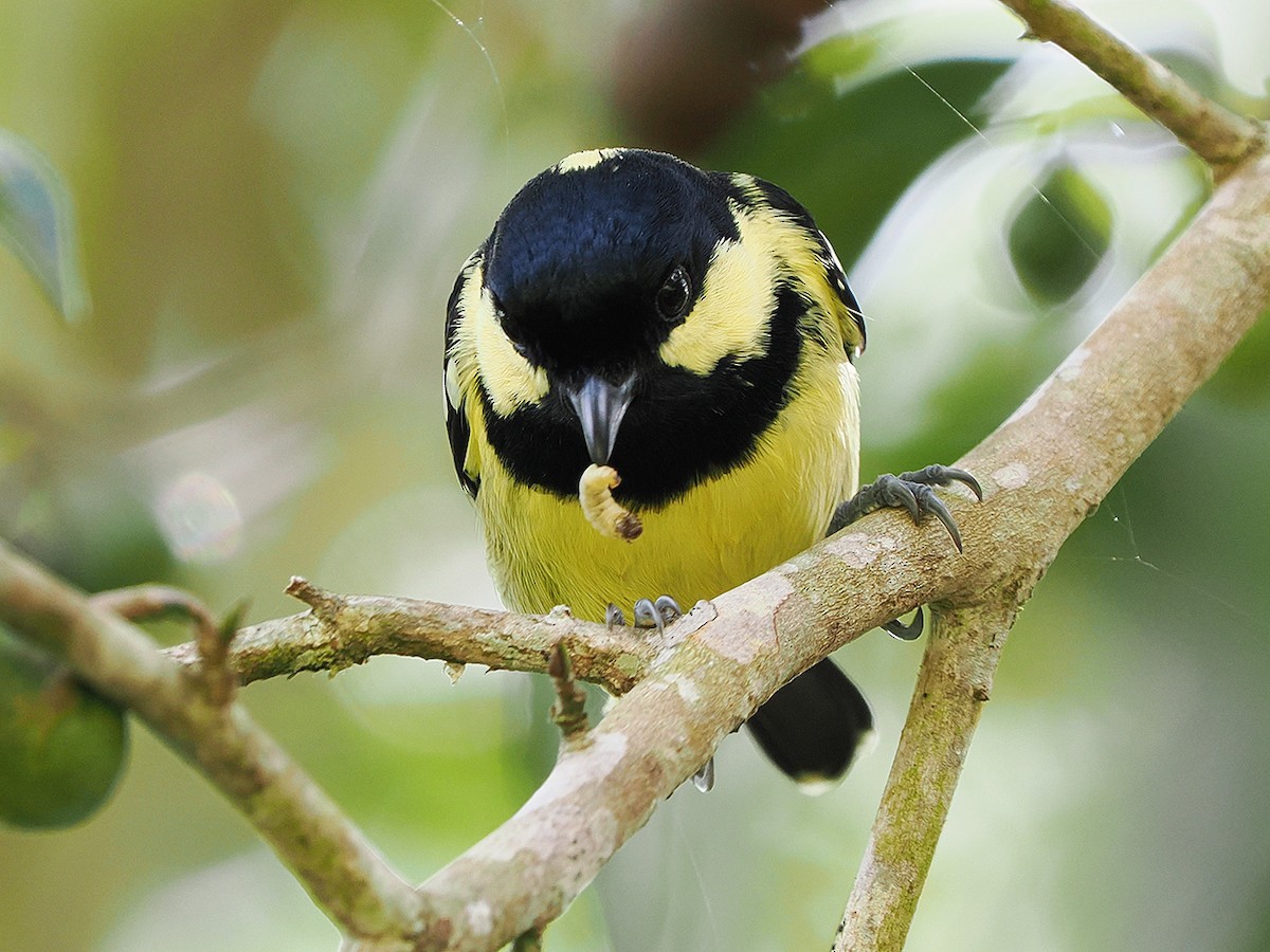 Elegant Tit - ML635810199