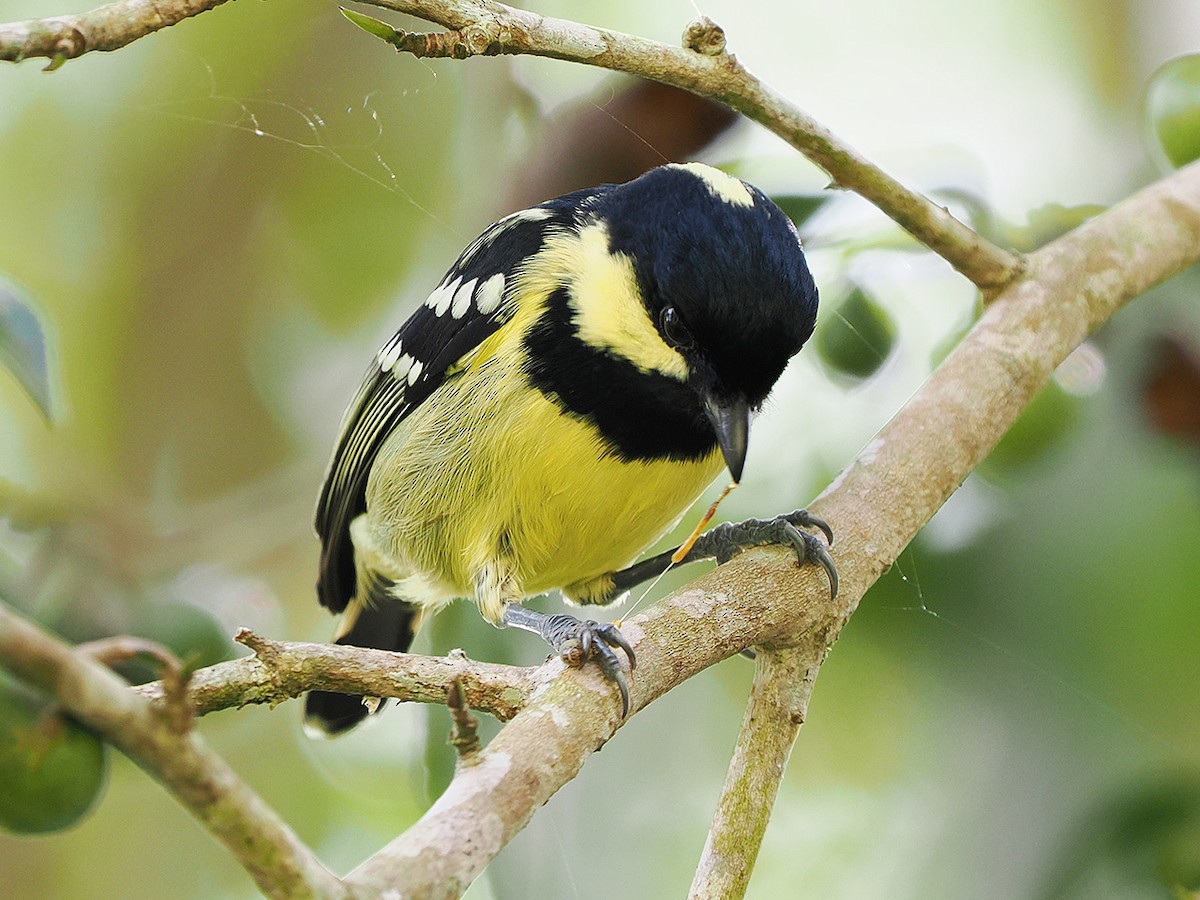 Elegant Tit - ML635810200