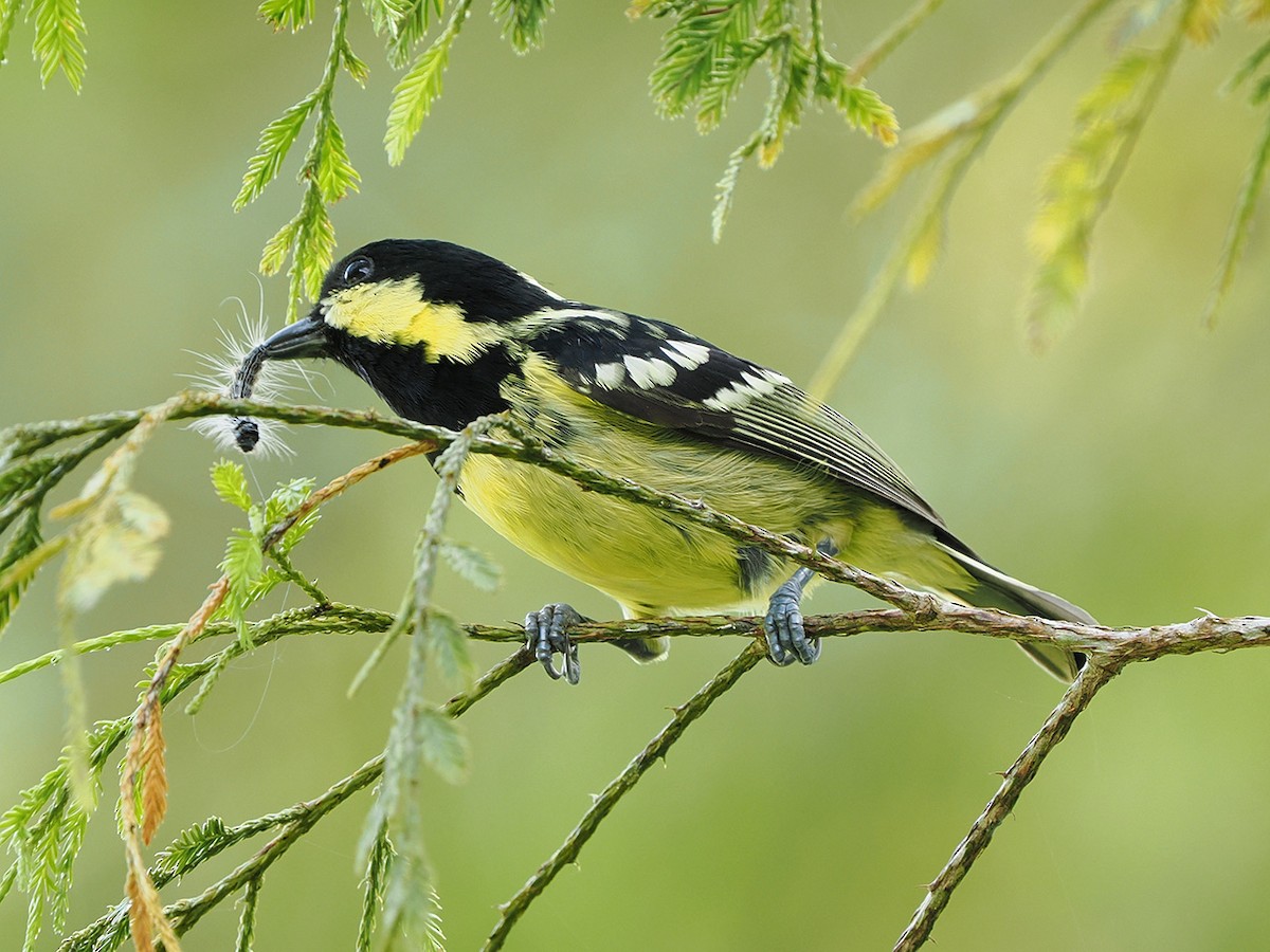 Elegant Tit - ML635810201
