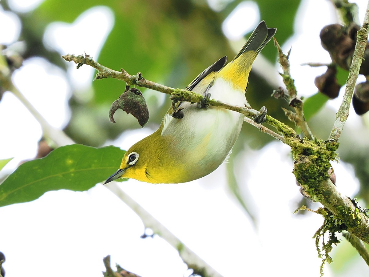Warbling White-eye - ML635810204