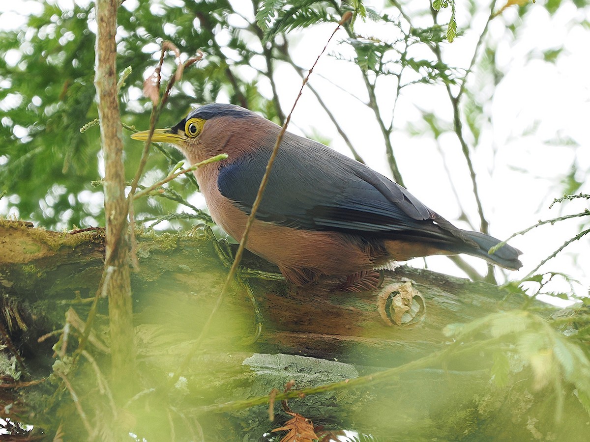 Sulphur-billed Nuthatch - ML635810209