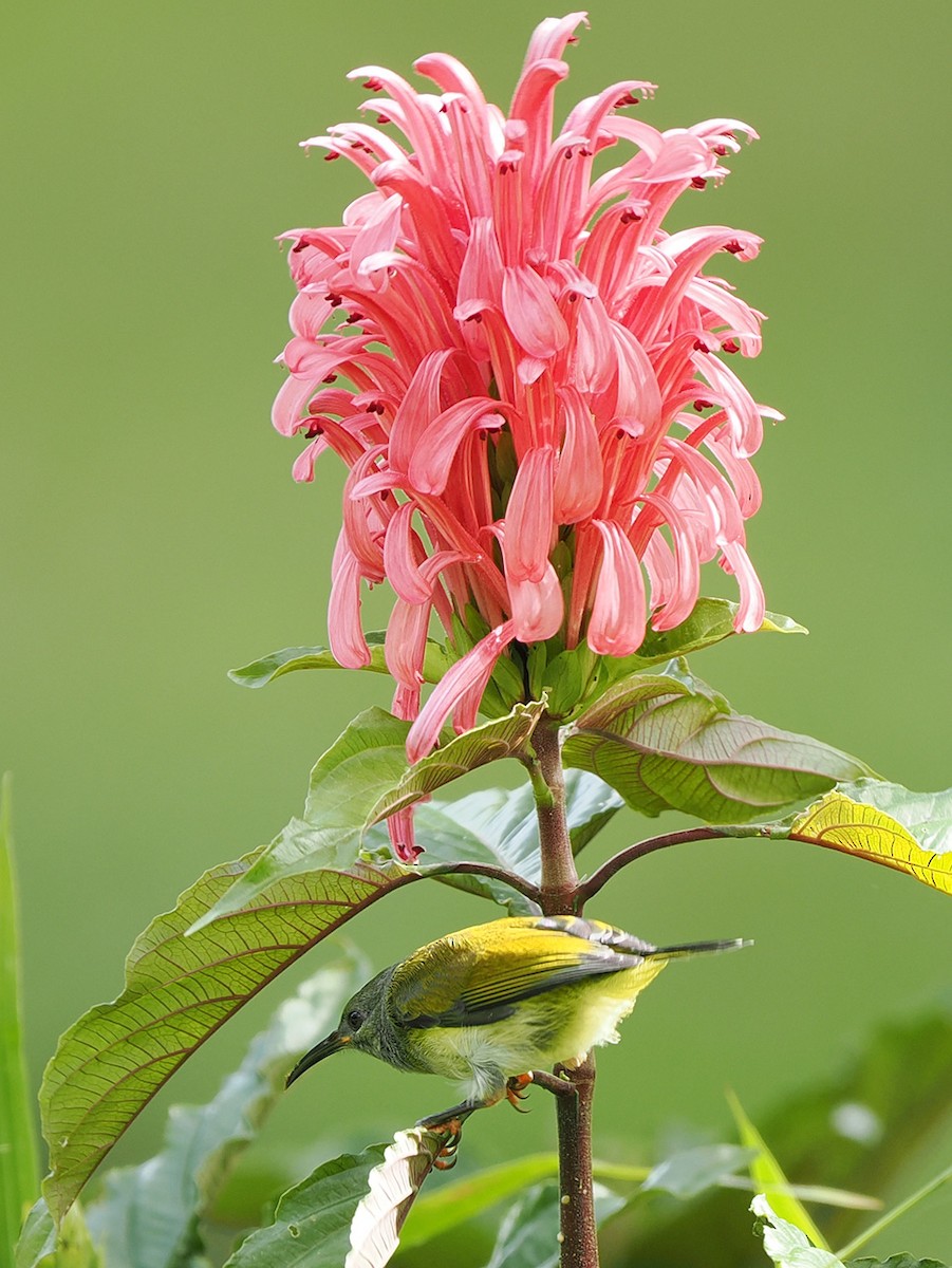Gray-hooded Sunbird - ML635810222