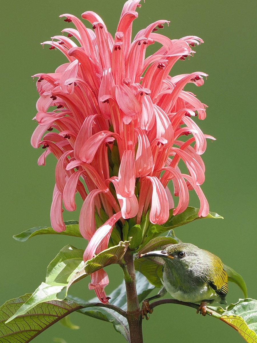 Gray-hooded Sunbird - ML635810223