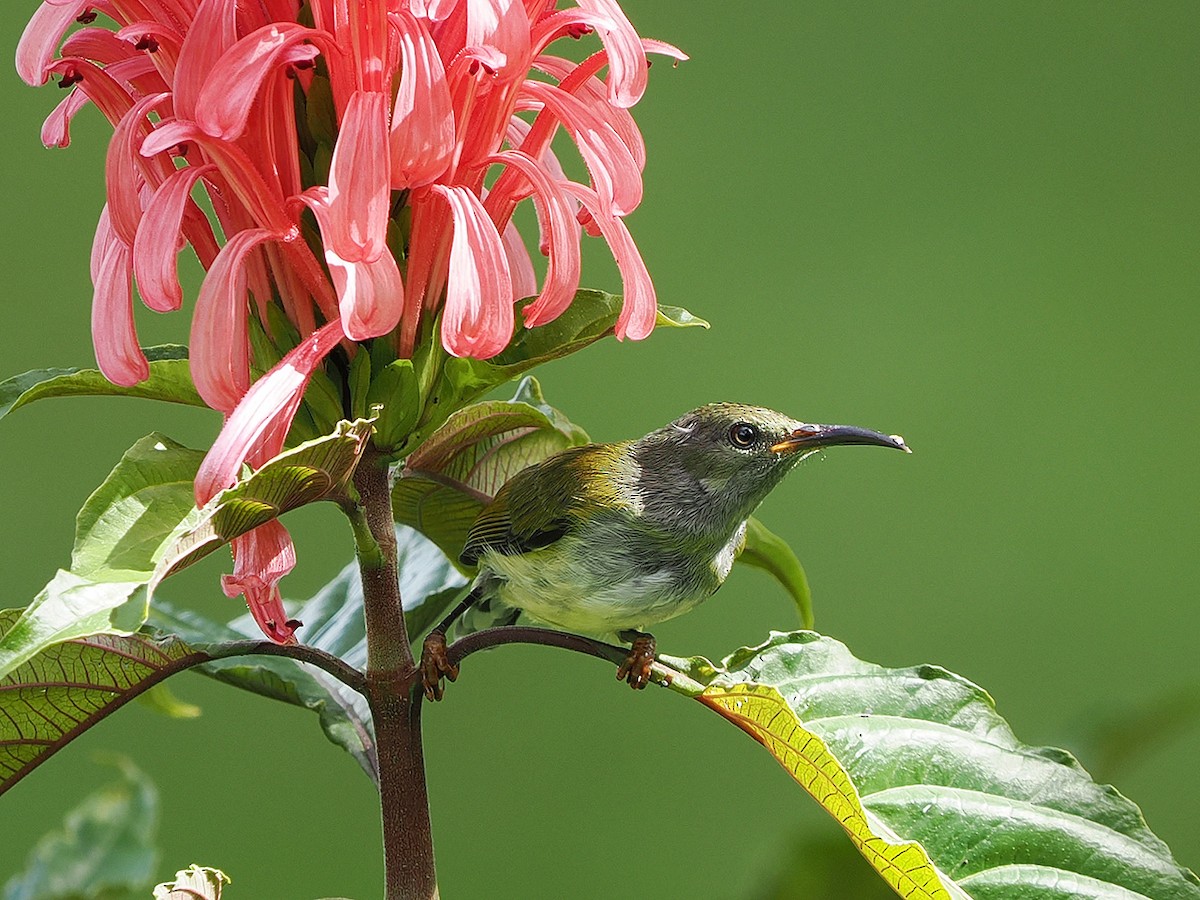Gray-hooded Sunbird - ML635810224